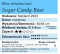 Sugar Candy Rose.png