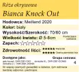 Bianca Knock Out.png