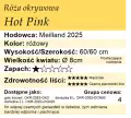 Hot Pink.png