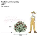 Jazz pokrój.png