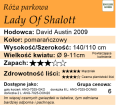 Lady of Shalott tabelka.png