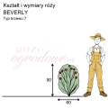 wymiary_BEVERLY (1).png