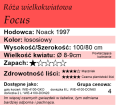 focus tabelka.png