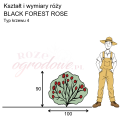 wymiary_BLACK FOREST ROSE (1).png