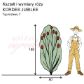 Kordes Jubilee.png
