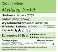 Meddley Pastel.png