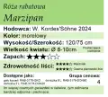 Marzipan.png