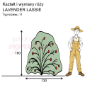 wymiary_LAVENDER LASSIE (2).png