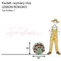 wymiary_LEMON ROKOKO (1).png