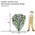 wymiary_MATTHIAS CLAUDIUS ROSE (1).png