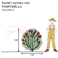 wymiary_POMPONELLA.png