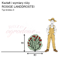 wymiary_ROSIGE LANDDROSTEI (1).png