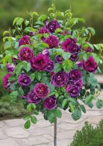 Róża pienna MINERVA 90 cm