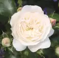 roza-kastelruther-spatzen-rose-okrywowa-kwiat-bialy-grzegorz-hyzy.jpg