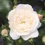 Róża okrywowa KASTELRUTHER SPATZEN® ROSE - doniczka 1,5 l.