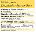 cechy róży okrywowej Kastelruther Spatzen Rose