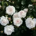 roza-okrywowa-kastelruther-spatzen-rose-biale-krzewy-sadzonki-grzegorz-hyzy.jpg