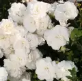 roza-kastelruther-spatzen-rose-sadzonka-krzew-sprzedaz-rozeogrodowe.jpg