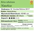 cechy róży rabatowej Nautica