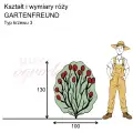 wymiary_róży_GARTENFREUND.png