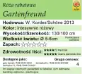 cechy róży rabatowej Gartenfreund