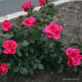 roza-rabatowa-rozowa-gartenfreund-sadzonki-szkolka-grzegorz-hyzy.jpg
