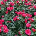 rose_rosa_beetrose_gartenfreund_kordes_05.jpg