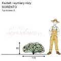 wymiary_kształt_róży_SORRENTO.png
