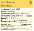 cechy róży okrywowej Sorrento