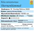 cechy róży miniaturowej Sternenhimmel