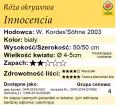 cechy róży okrywowej Innocencia