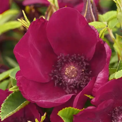 Purpurowe kwiaty z ciemny środkiem Strandperle-Norderney