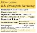cechy róży okrywowej R.R. Strandperle Norderney