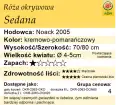 cechy róży okrywowej Sedana