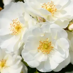 Róża okrywowa SCHNEEFLOCKE® 