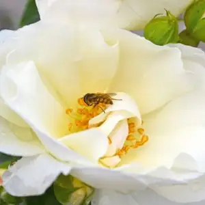 Róża okrywowa SCHNEEFLOCKE- Doniczka 2 l. 