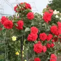 rose_rot_stammrose_uetersens-rosenkoenigin_kordes_róża pienna koralowa czerwona różowa na pniu na nóżce na paliku drzewko rożane