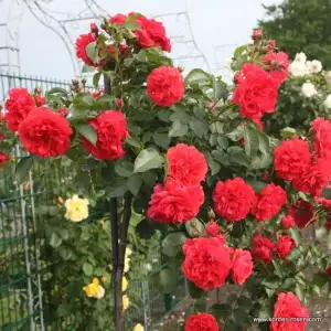 Róża pienna  UETERSENS ROSENKONIGIN 140 cm - doniczka 7 l.