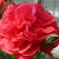 rose_rot_strauchrose_uetersens-rosenkoenigin_kordes_róża drzewkowa 120cm szkółka róz Grzegorz Hyży