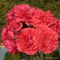 rose_rot_strauchrose_uetersens_rosenkoenigin_kordes_producent róż wysyłka, kwiat koralowy pełny trwały