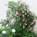 rose_rosa_stammrose_jasmina_kordes_róża na pniu korona zwisająca parasolowa, róża sztamowa na paliku na nóżce