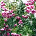 rose_rosa_kletterrose_jasmina_kordes_róża drzewkowa 120 cm, Hyży Grzegorz, szkółka róż korona parasolowa róża pachnąca pudrowy róż, pełne kwiaty