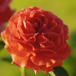 Róża pienna NARANGA 140 cm - doniczka 7 l.