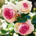 roza-biala-rozowa-parkowa-eden-rose-kwiaty.jpg