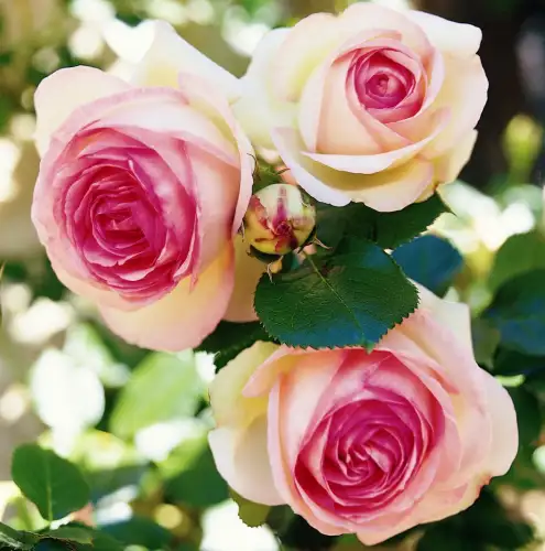 roza-biala-rozowa-parkowa-eden-rose-kwiaty.jpg