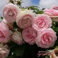 Eden rose- parkowa, pnąca, zbliżenie kwiatów, detal, szczegół, różowy, jasny.JPG