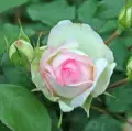 roza-biala-rozowa-parkowa-eden-rose-krzewy-sadzonki.jpg