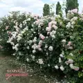 Eden Rose- parkowa, pnąca, cały krzew, pokrój, zastosowanie, kwitnąca ściana.JPG