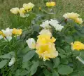 butter-and-eggs-5.jpg