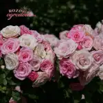 Róża pienna XENIA 120 cm - doniczka 7 l.